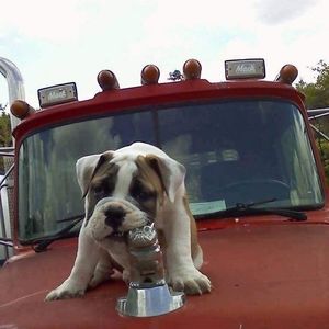 Meet your Posher, Darrell